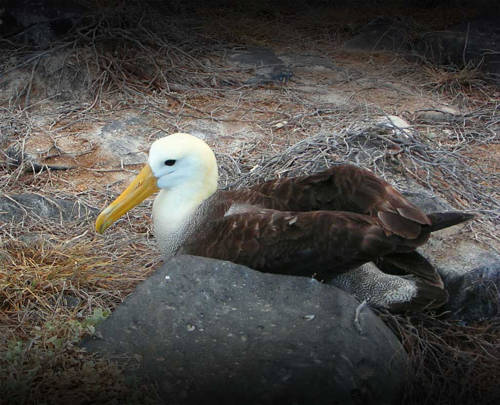 immobilien albatros